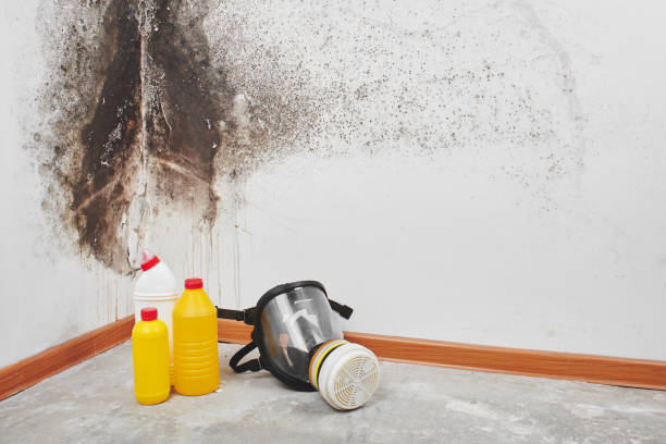 Professional Mold Removal in Columbus, GA