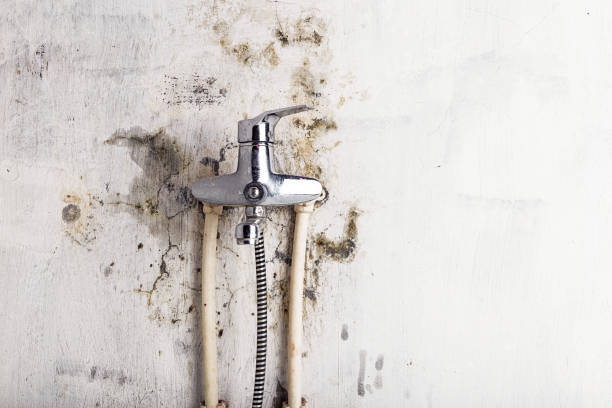 Best Home Mold Removal  in Columbus, GA