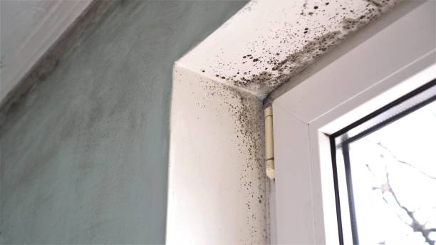 Best Office Mold Removal Services  in Columbus, GA