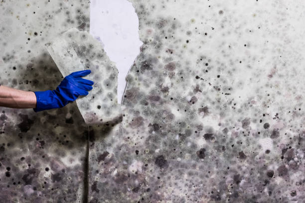 Home Mold Removal in Columbus, GA